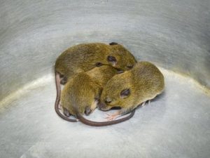 Rat Troubles? Pest Control Solutions That Work