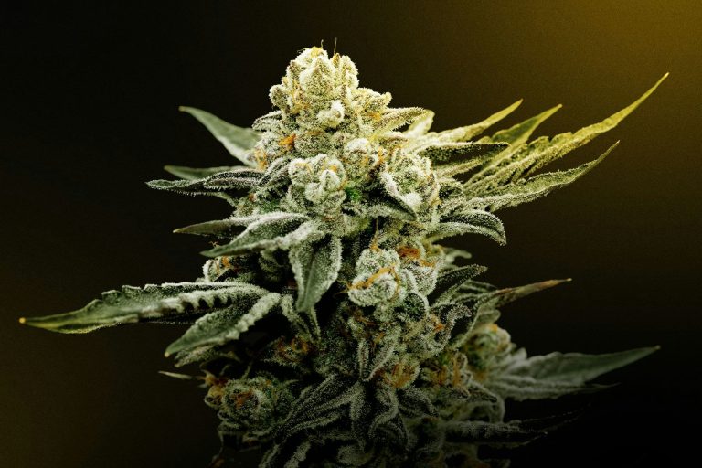 The Rise of THCA Flower A New Era in Cannabis